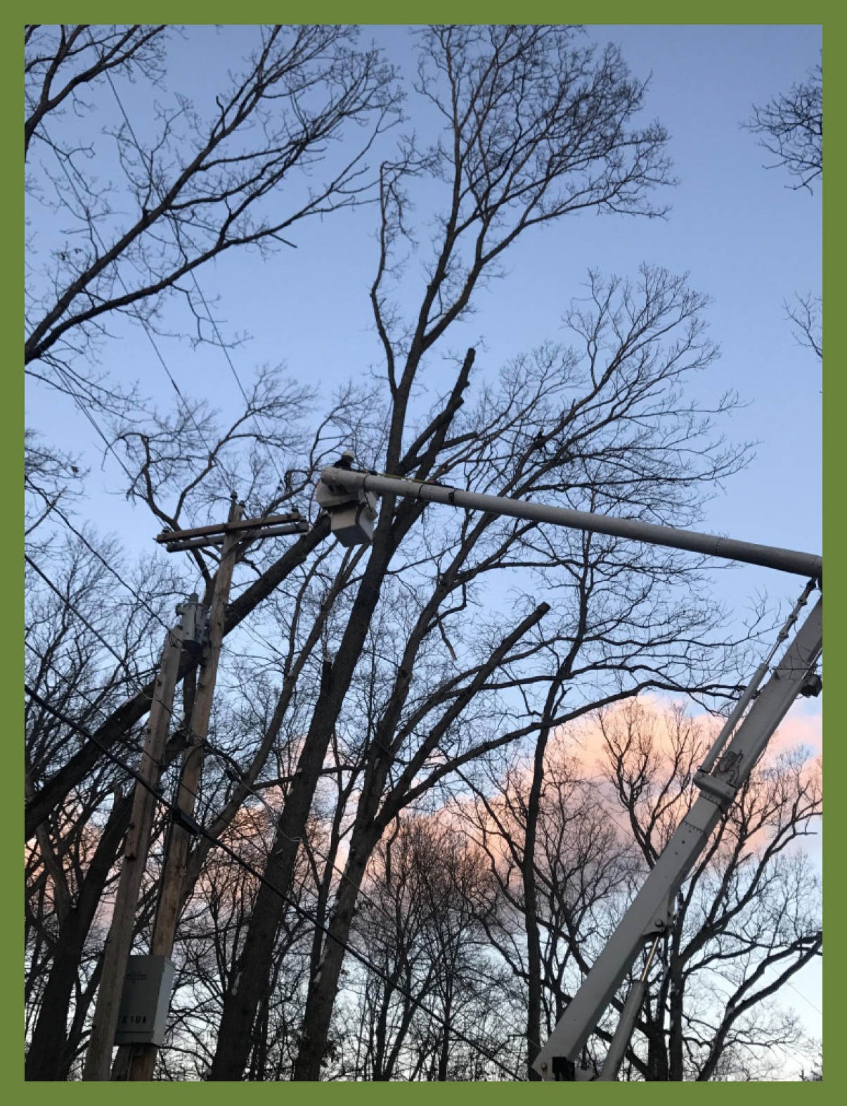 Pictured: A Sussex REC lineman in an aerial bucket extended over the top of a utility pole uses a handheld tool to trim branches away from power lines