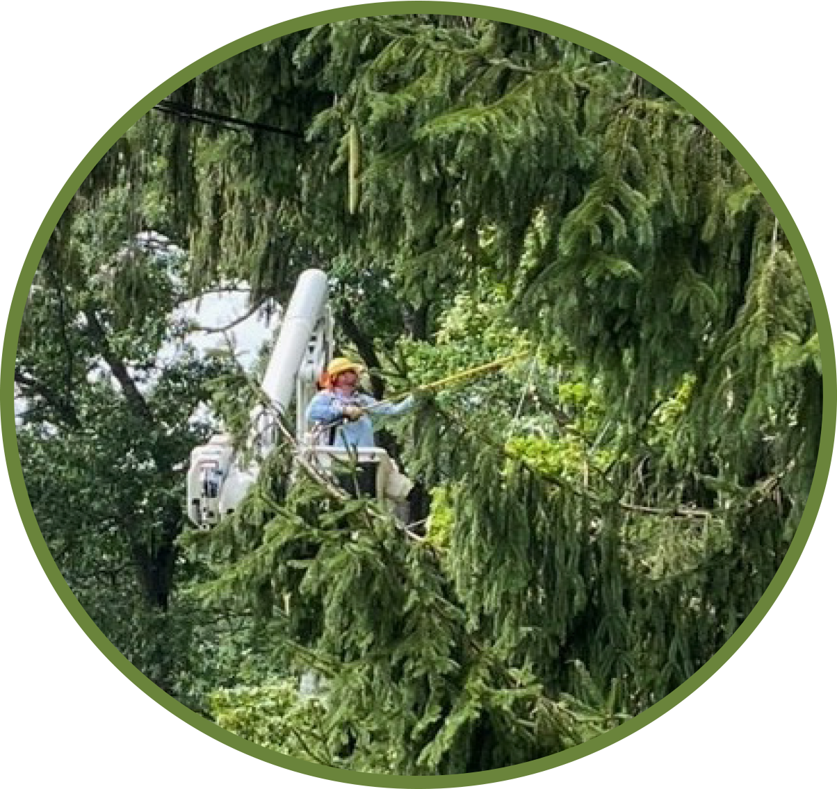 Pictured: A Sussex REC lineman in an aerial bucket, surrounded by branches, trims branches using a handheld tool