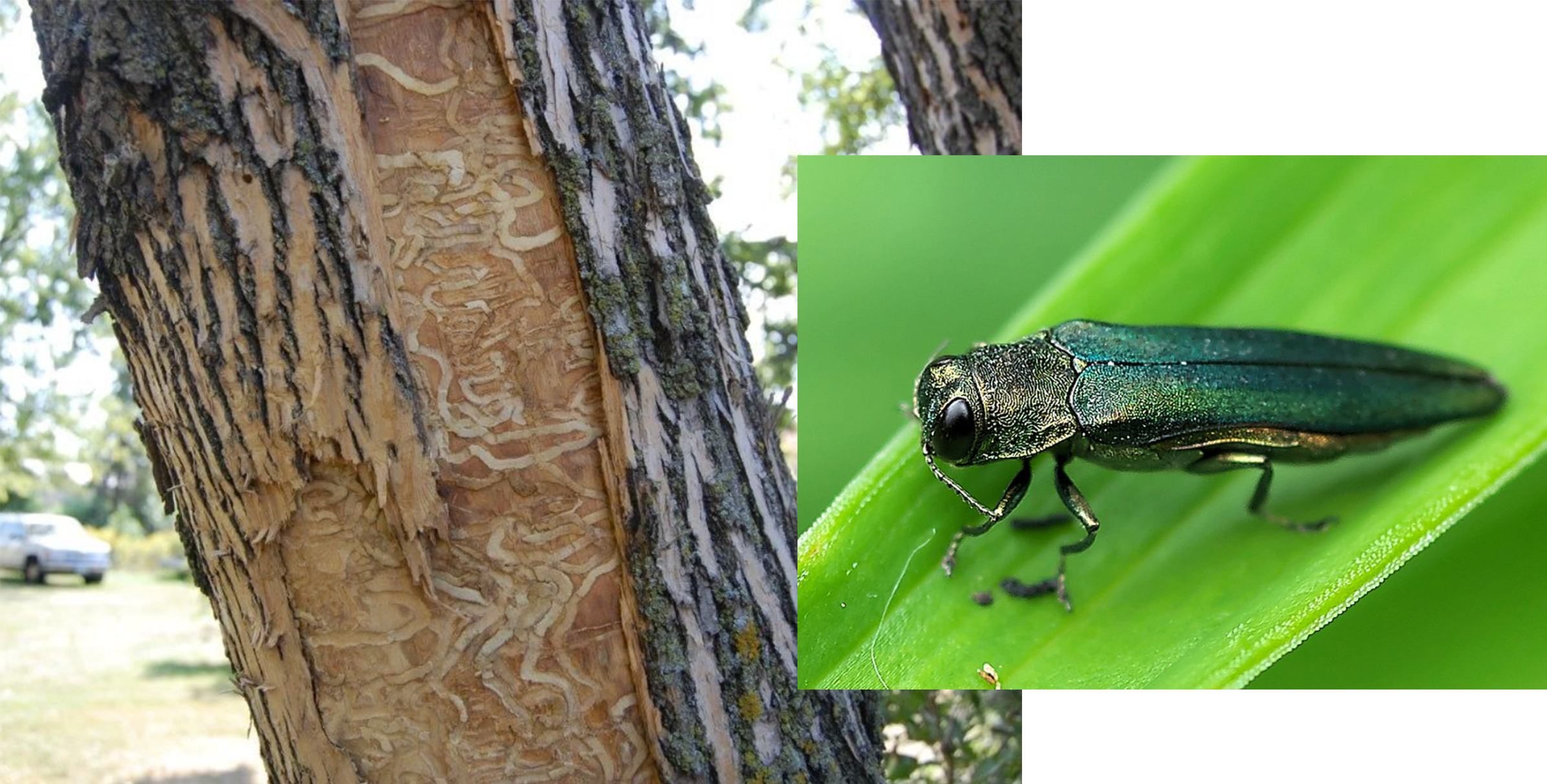 Close-up photo of the Emerald Ash Borer alongside a photo showing the distinctive curvy patterns that the bug's larvae leaves on affected ash trees before they reach adulthood and emerge from the tree.