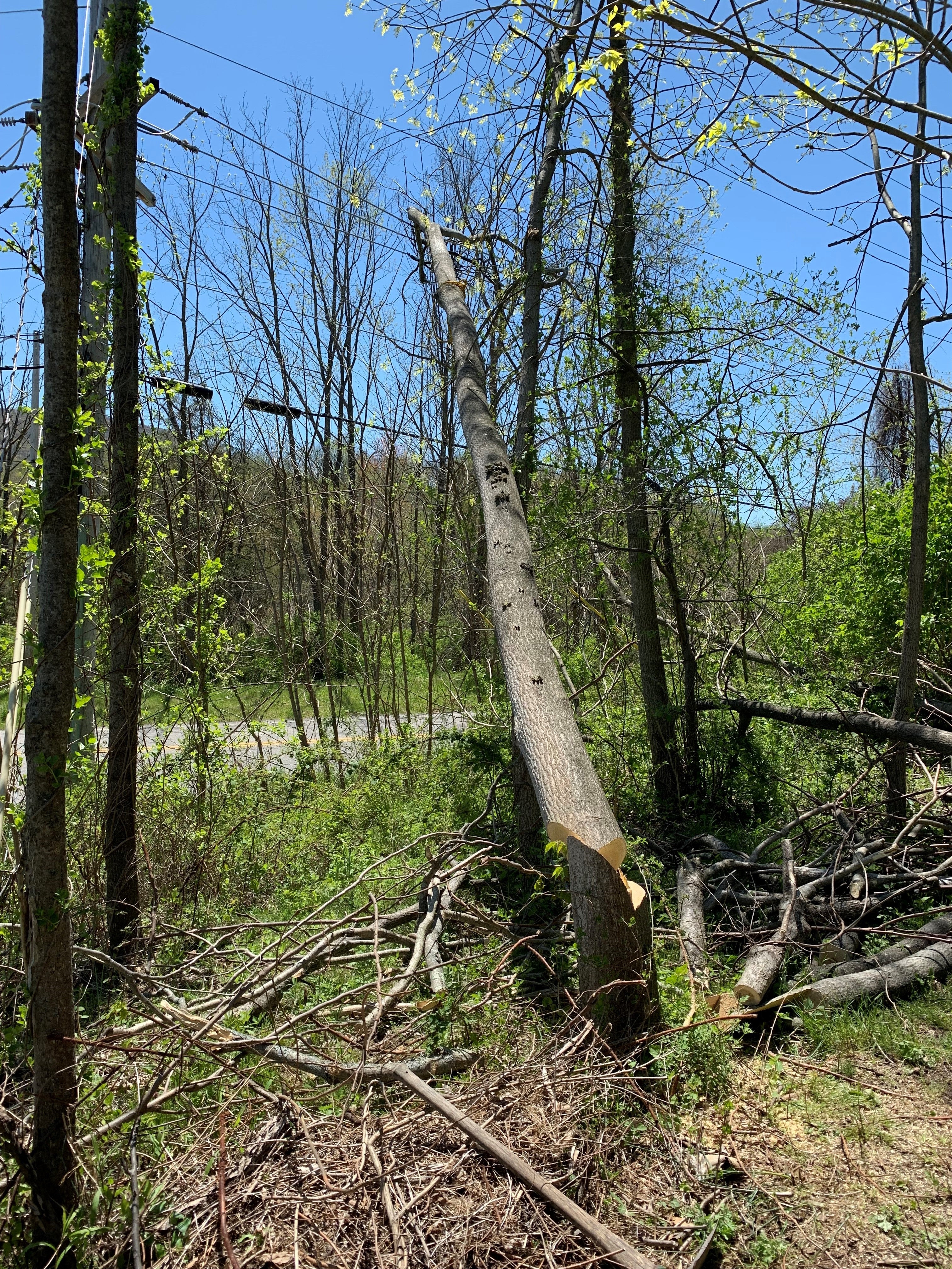 A photo of a tree that was cut down incorrectly by a homeowner, causing it to fall across the tree line and onto Sussex Rural Electric Cooperative's transmission and distribution lines. This caused an outage affecting almost 12,000 members.