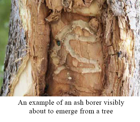 An example of an ash borer visibly about to emerge from a tree