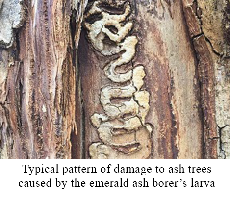 Typical pattern of damage to ash trees caused by the emerald ash borer's larva