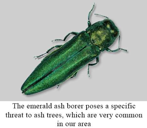 The emerald ash borer poses a specific threat to ash trees, which are very common in our area
