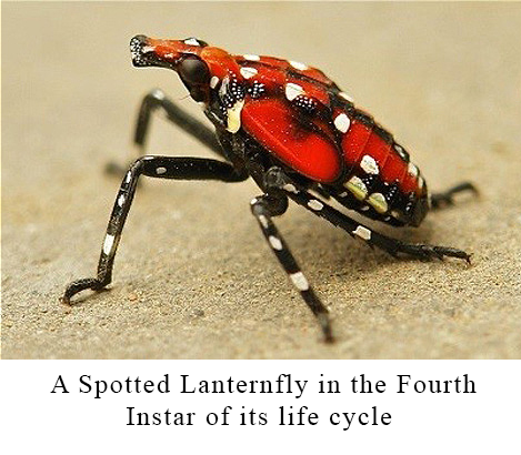 A Spotted Lanternfly in the Fourth Instar of its life cycle
