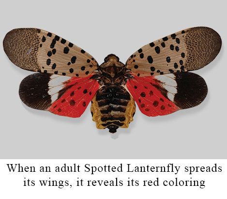 When an adult Spotted Lanternfly spreads its wings, it reveals a distinctive red color