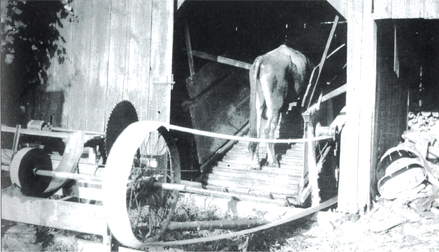A cow at High Breeze Farm in Vernon hooked up to an animal treadmill, which were used by farmers to power farm equipment before they had access to electricity.  Photo Source: Images of America: Vernon Township by Ronald Dupont Jr. (photo courtesy of Carolyn Bove)