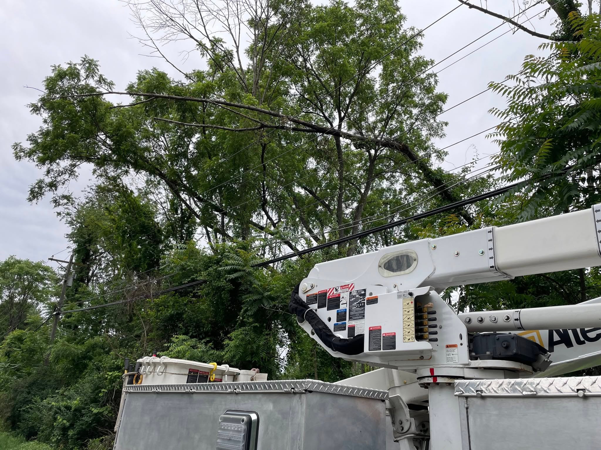 A tree on Sussex REC power lines on Lake Wallkill Road