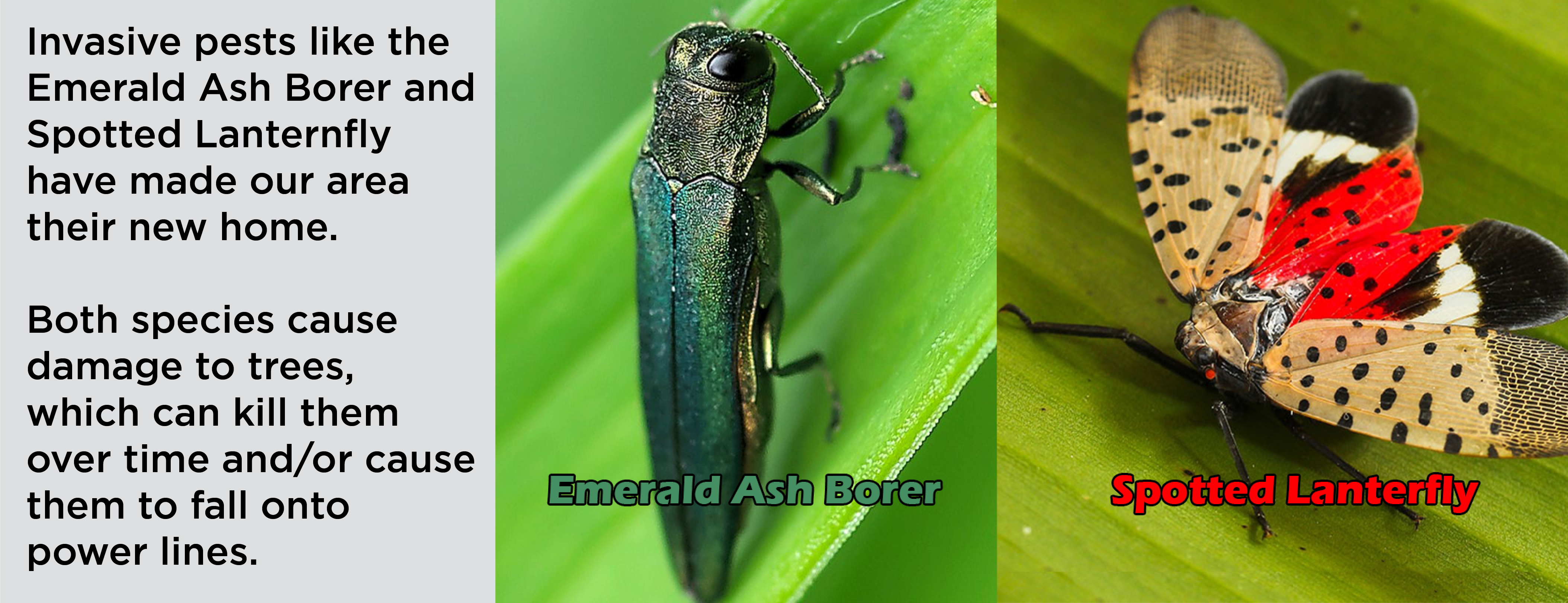 The Emerald Ash Borer and Spotted Lanternfly - Invasive pests like the Emerald Ash Borer and Spotted Lanternfly have made our area their new home.  Both species cause damage to trees, which can kill them over time and/or cause them to fall onto power lines.