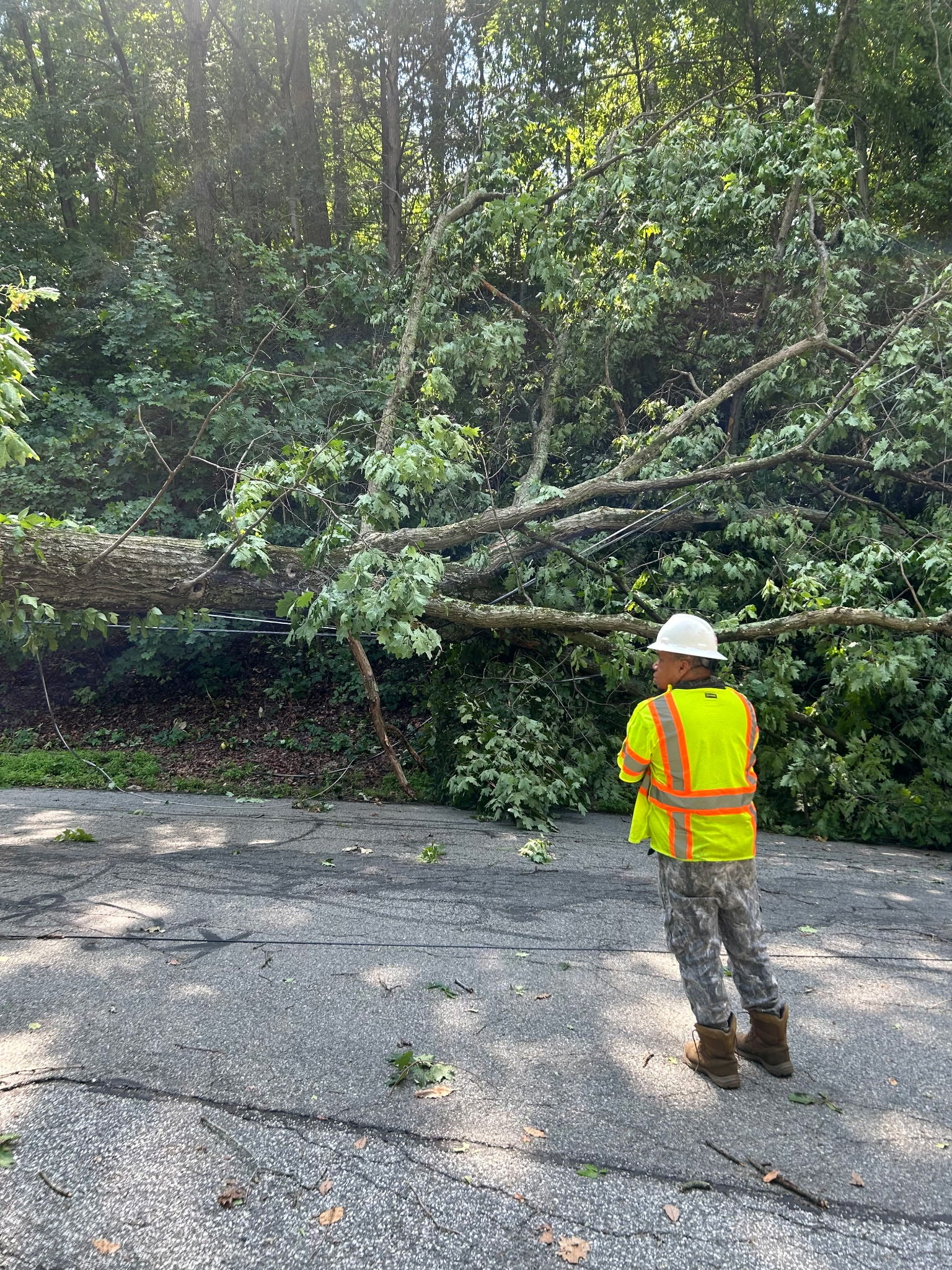 Large tree that’s fallen onto the road