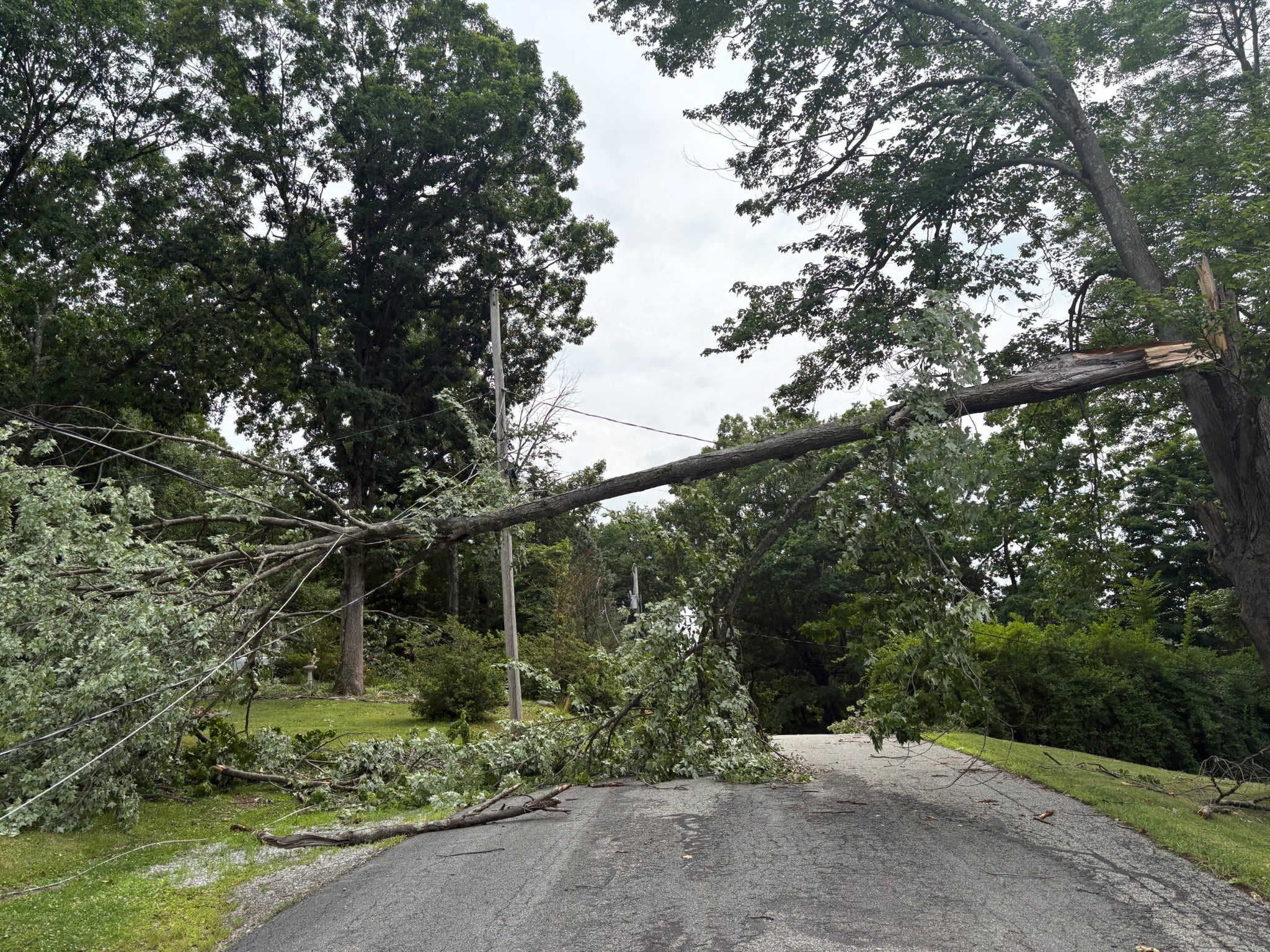 Tree fallen in Lake Neepaulin