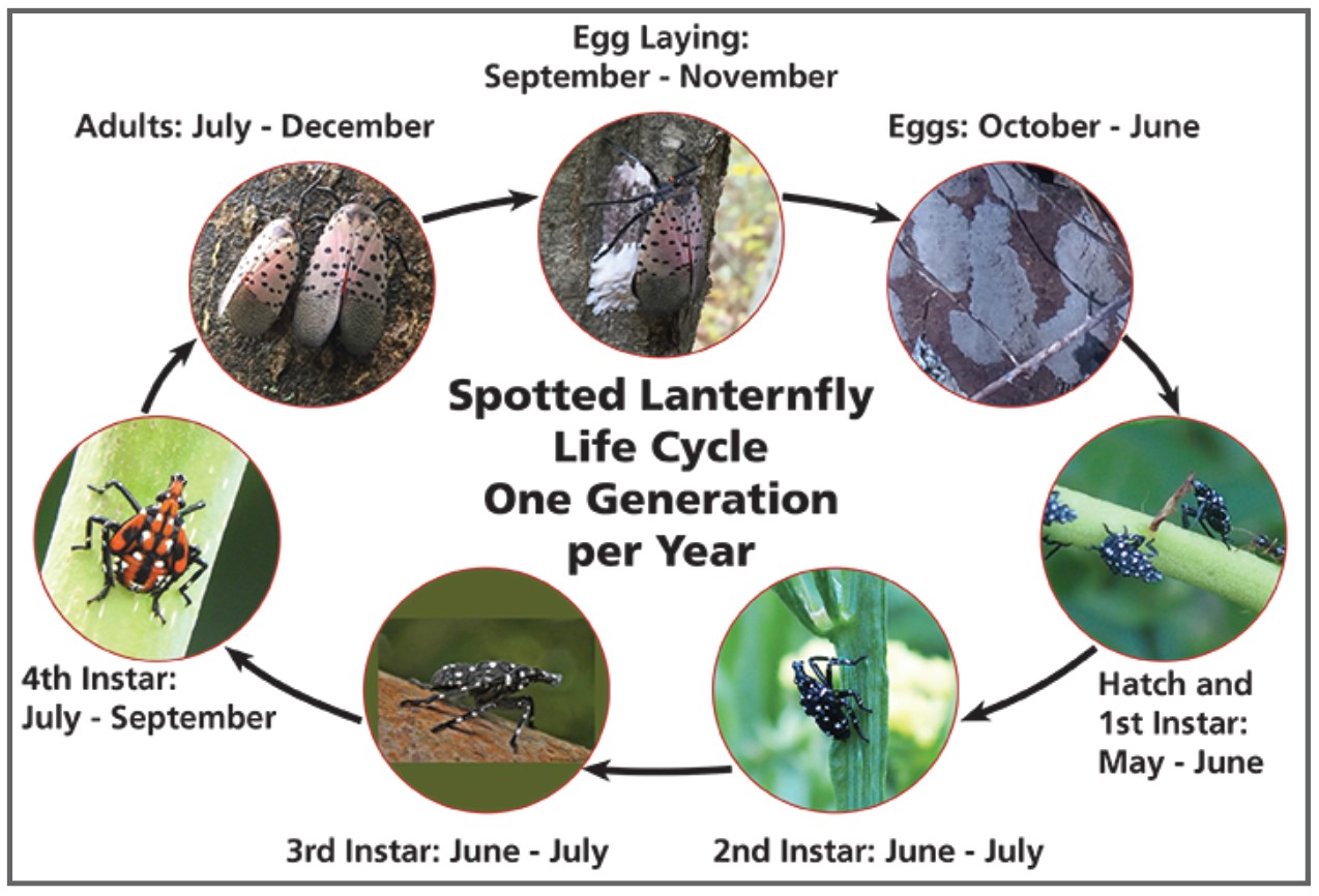 Spotted Lanterfly Life Cycle, One Generation Per Year: Egg Laying (September-November) > Eggs (October-June) > Hatch and 1st Instar (May-June) > 2nd Instar (June-July) > 3rd Instar (June-July) > 4th Instar (July-September) > Adults (July-December)