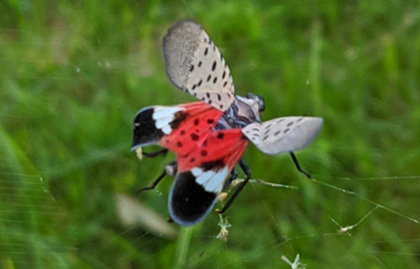 Photo of an adult spotted lanternfly