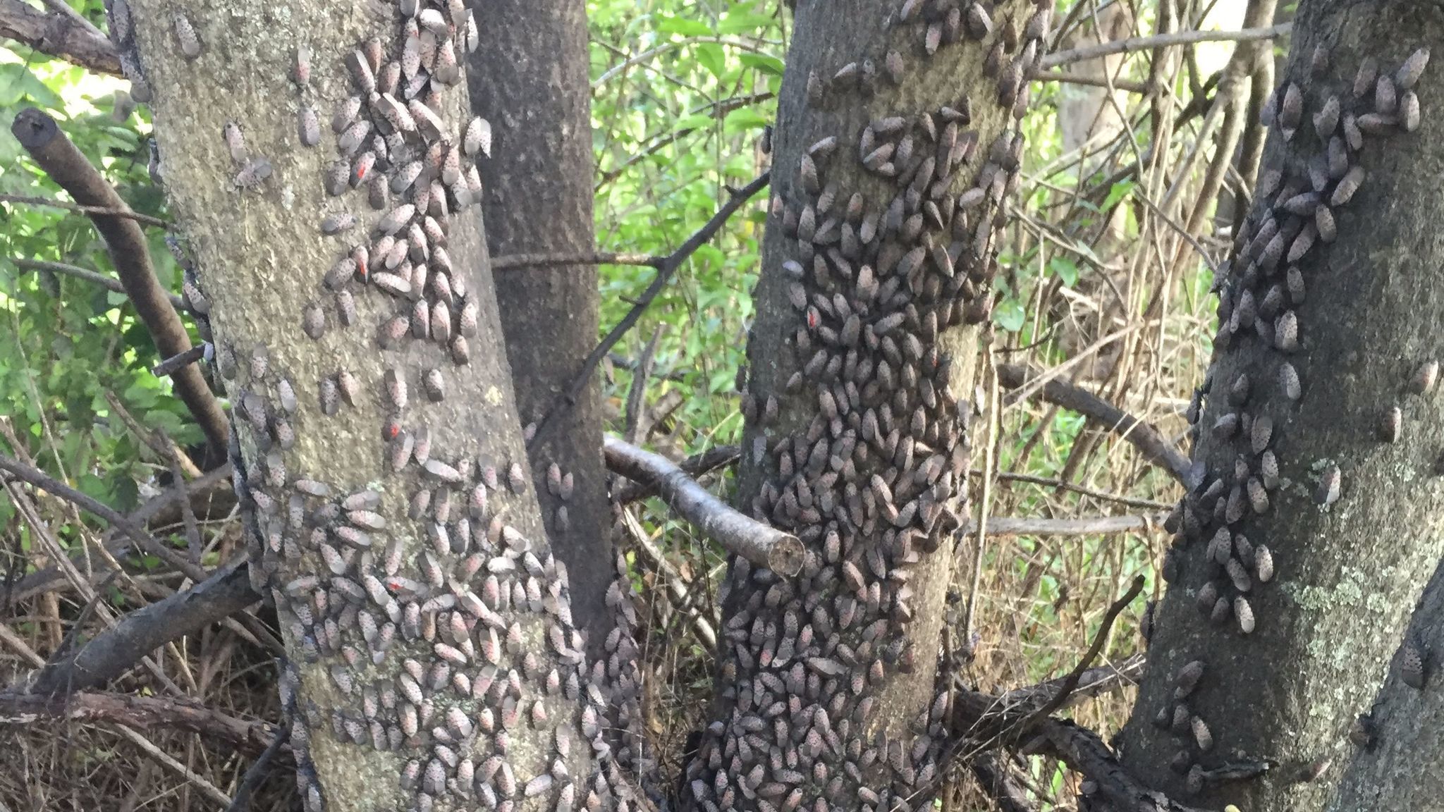 Photo of trees overrun by spotted lanternflies