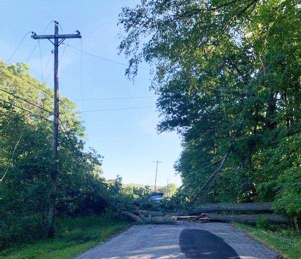 Oak trees fallen on Pond School Rd