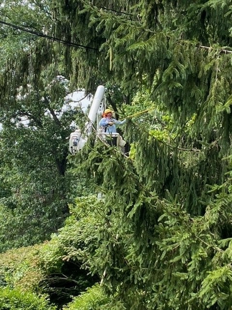 Tree clearing