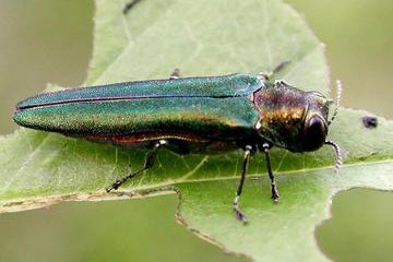 The Emerald Ash Borer